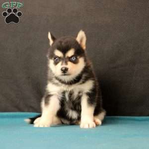 Sarah, Pomsky Puppy